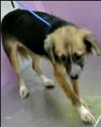 Finding places to stay, eat and play abound. Adopt A Pet Petsmart Charities