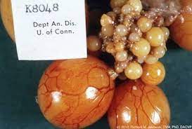 The rise in estrogen from the dominant follicle triggers a surge in the amount of luteinizing hormone that is produced by the brain. Eggs What Are You Really Eating