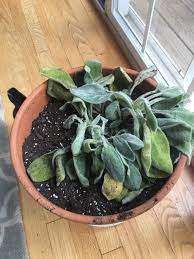 If you follow these five easy steps, you can! Lambs Ear She Just Started Drooping I Tried Repotting Her But Nothing Seems To Have Changed Plantclinic