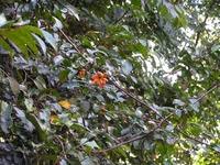 Image result for Friesodielsia obovata