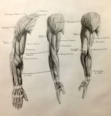 Learn the muscles of the arm with quizzes, diagrams and worksheets author: Anatomy Muscle Wallpapers Top Free Anatomy Muscle Backgrounds Wallpaperaccess