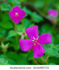 Image result for Heterocentron