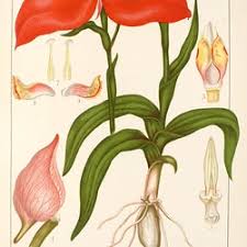 Image result for Disa ochrostachya