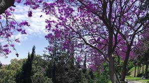 We did not find results for: In Pictures Saudi Arabia S Abha Blooms Purple Al Arabiya English