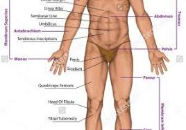 Circulatory system / cardiovascular system: Pin On Muscle