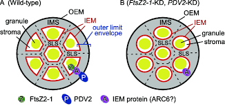 • secretions in plant cells are essential oil, resins, gums, latex and tannins. A Model For The Internal Structure Of A Rice Amyloplast Containing Download Scientific Diagram