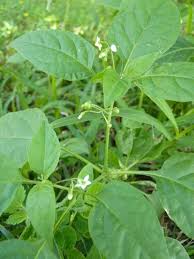 Image result for Solanum americanum