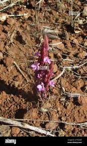 Image result for Striga gesnerioides