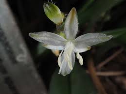 Image result for Chlorophytum sparsiflorum