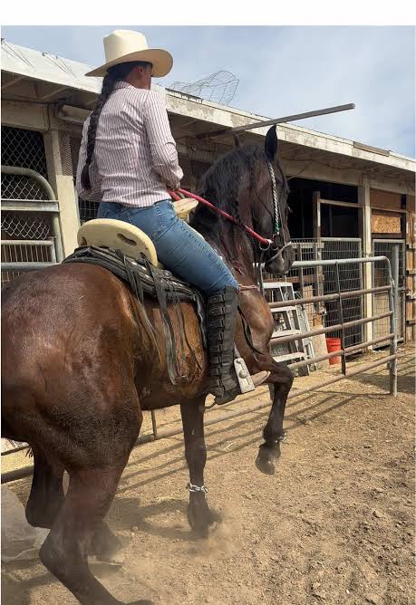 Dancing Horses: A Celebration of Equestrian Art