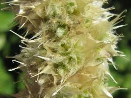 Image result for Cyathula cylindrica