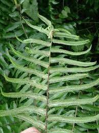 Image result for Nephrolepis biserrata