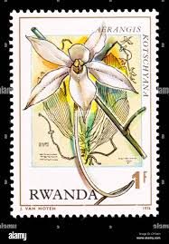 Image result for Aerangis kotschyana