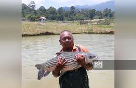 Mancing ikan lele di rawa berbeda dengan mancing ikan di sungai ataupun di kolam,dalam teknik serta tata cara,yaitu bisa menggunakan berbagai teknik serta umpan kusus yang hanya untuk. Jangan Tangkap Ikan Tamalian Dalam Tiga Bulan