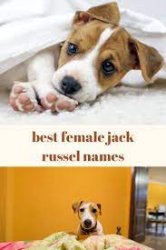Here can be amy, amber, bonnie, candy, dana, lady, lily, meg, misty, pea, pepper, pixie, etc. Best Female Jack Russel Names Of 2021 In 2021 Dog Names Puppies Names Female Female Dog Names