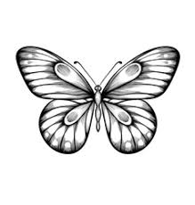 They are simpler than they first appear. Black And White Monarch Vector Images Over 2 400