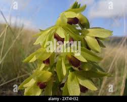 Image result for Orthochilus