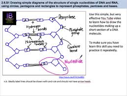 Dna structure has a backbone made of sugar and phosphate groups. 2 6 Dna Rna Structure