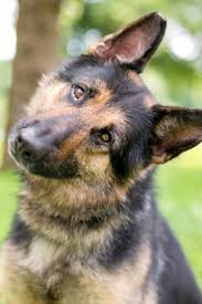 A Friendly German Shepherd Dog Listening With A Head Tilt Germanshepherd In 2020 German Shepherd Dogs German Shepherd Shepherd Dog