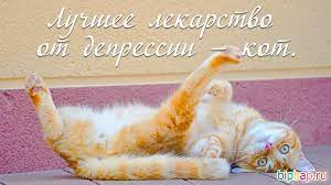 Лучшие в этот день лучшие архив новые / новый блондинки вконтакте вовочка дорога и гаи злободневно пошлые (16+) про армию про врачей компьютерные коронавирус криминал наркоманы национальности Smeshnye Kartinki Pro Koshek S Nadpisyami 35 Foto Prikolnye Kartinki I Yumor