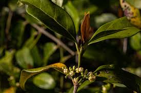 Image result for Pyrostria bibracteata