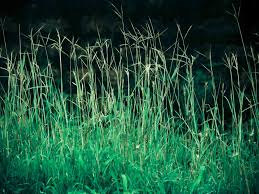 We did not find results for: Zoysia Grass Plant Care Growing Guide