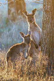 Curiosity Australian Native Animals Australian Animals Animals