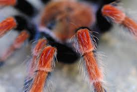 Image result for Brachystegia allenii × boehmii