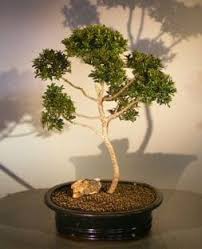 An ideal choice for many landscapes, redbuds are vigorous and untroubled by disease, drought or poor soil conditions except in poorly drained sites. Brush Cherry Pom Pom Style Bonsai Tree For Sale 1 Eugenia Myrtifolia Bonsai Tree Gardener