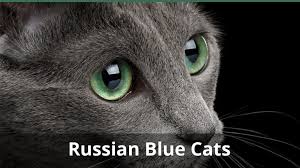 Russian blue rats live about the same length as most pet rats, that is 2 1/2 to 3 1/2 years is common. Facts About Russian Blue Cats What You Need To Know About These Kitties