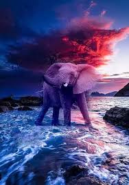 My Work Elephant Pictures Elephant Photography Funny Wild Animals