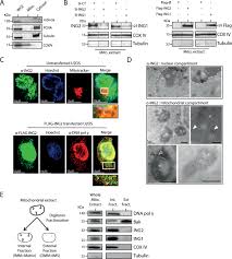 Some cells in some multicellular organisms may, however, lack mitochondria (for example, mature mammalian red blood cells). Ing2 Tumor Suppressive Protein Translocates Into Mitochondria And Is Involved In Cellular Metabolism Homeostasis Oncogene