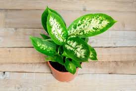 Use a hammer and a screwdriver to make the hole larger in a clay pot. 13 Amazing Plants That Do Not Need Drainage Holes Conserve Energy Future