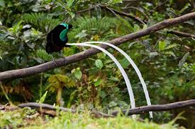 Emblem Papua New Guinea Bird Of Paradise Tps101021 H6f1971 Jpg Roy Toft Photo Safaris Gallery Birds Of Paradise Bird Pet Birds