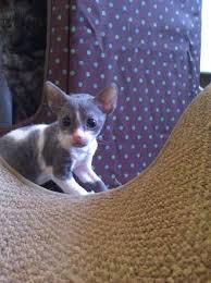 Let our kittens become part of your family and heart. Cat 1 Cornish Rex Kitten For Sale In Ozark Missouri Cat Bright Classifieds