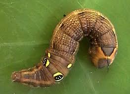 Image result for Hippotion celerio