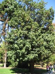 Image result for Brachychiton discolor