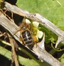 Read on for some hilarious trivia questions that will make your brain and your funny bone work overtime. Bees Quiz Answers Buzzaboutbees