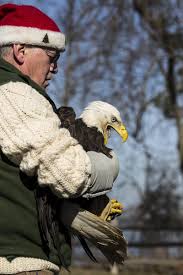 Bald Eagles #16-2439 and #16-2440