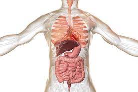 Start studying male internal organs. Illustration Of Male Internal Organs Of Respiratory And Digestive System Intestine Cgi Stock Photo 243621944