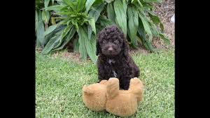 See full list on animalkingdomaz.com Chocolate Mini Labradoodle Puppies Jan 17 Youtube