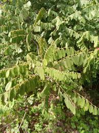 Image result for Rourea