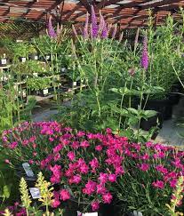 Knollwood Garden Center On Instagram Veronica First Match And Dianthis Kahori Agastache Kudos Yellow Sneaking In The Corner Garden Center Instagram Garden