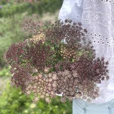 Image result for Daucus carota