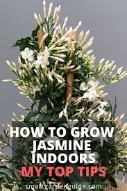How To Grow Jasmine Indoors Read My Complete Guide To Jasmine Plant Care At Sma Giga Pic Jasmine Plant Jasmine Plant Indoor Plants