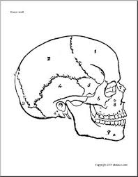 The outside of the flat bone consists of a layer of connective tissue called the periosteum. Bone Diagrams Skull Unlabeled Abcteach