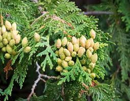 A brief video field guide about northern white cedar (thuja occidentalis). Northern White Cedar Thuja Occidentalis