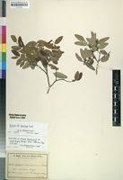 Image result for Xylopia odoratissima