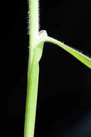 Image result for Fuirena ciliaris