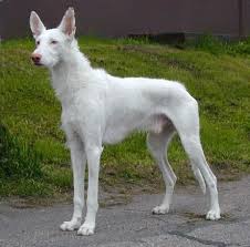 Ibizan Hound Photo This Is The Wire Haired Ibizan Hound Male Prinsu Or Fin Ch Fin W 01 Ibizan Hound Dog Breeds Puppies